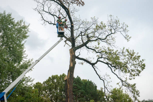 Professional Tree Care in Butner, NC