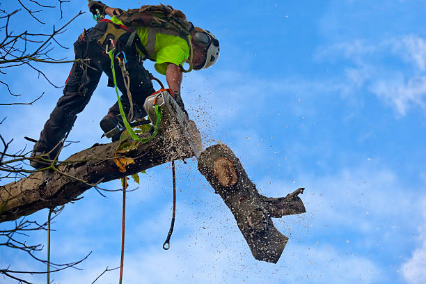 How Our Tree Care Process Works  in  Butner, NC